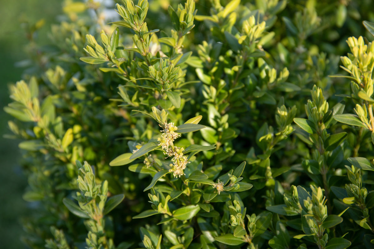 Buxus sempervirens, 30-40 cm, 10-pack