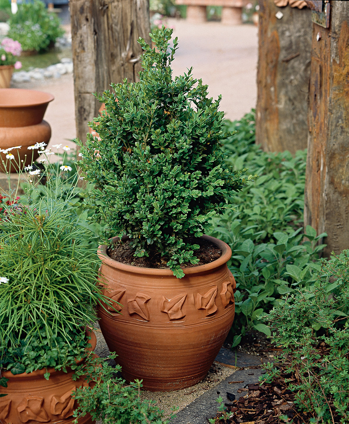 Buxus sempervirens, 30-40 cm, 10-pack