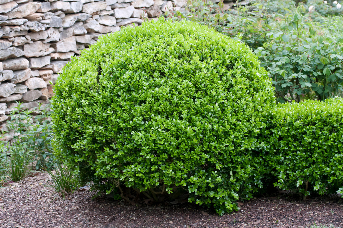 Buxus microphylla 'Faulkner' (klotform), 30-35, 5-pack