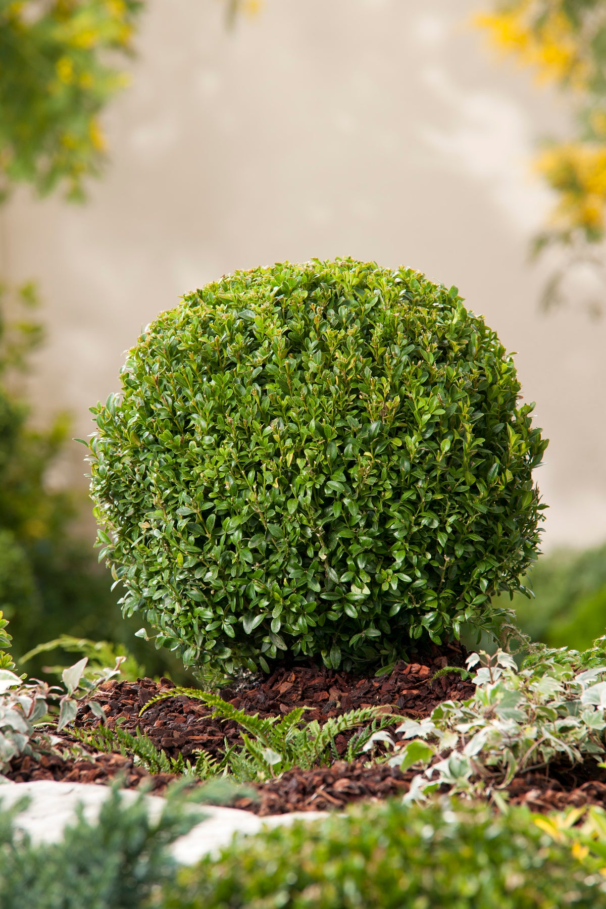 Buxus sempervirens (klotform), Ø35-40, 1-pack