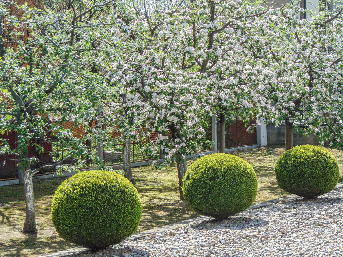 Buxus sempervirens(klotform), Ø35-40, 5-pack