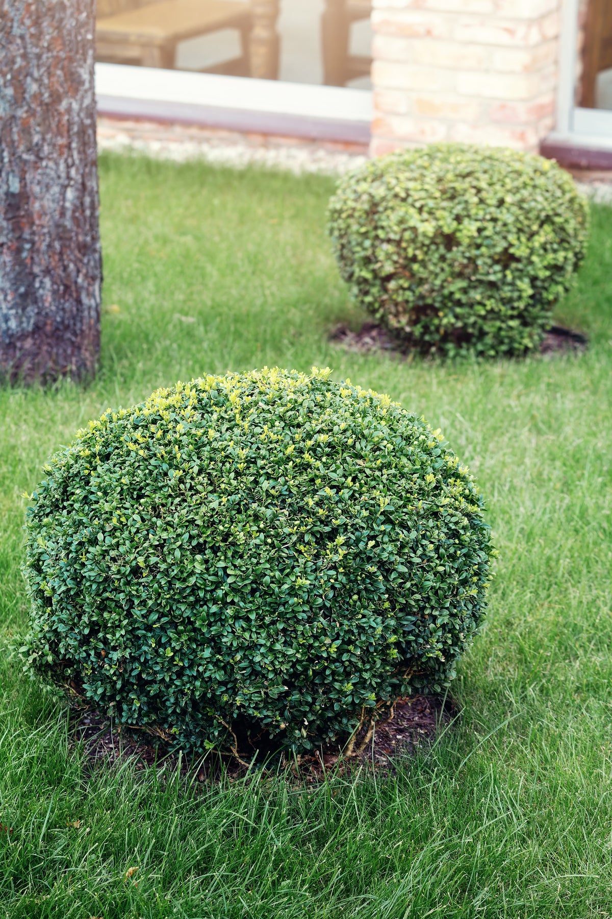 Buxus sempervirens(klotform), Ø35-40, 5-pack