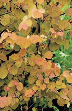 Cercidiphyllum japonicum, 1-pack
