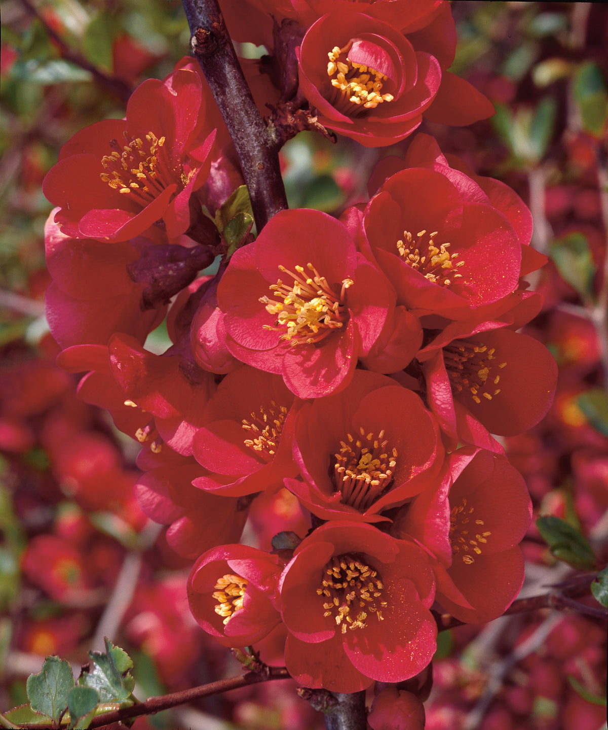 Chaenomeles ? superba 'Nicoline', 5-pack