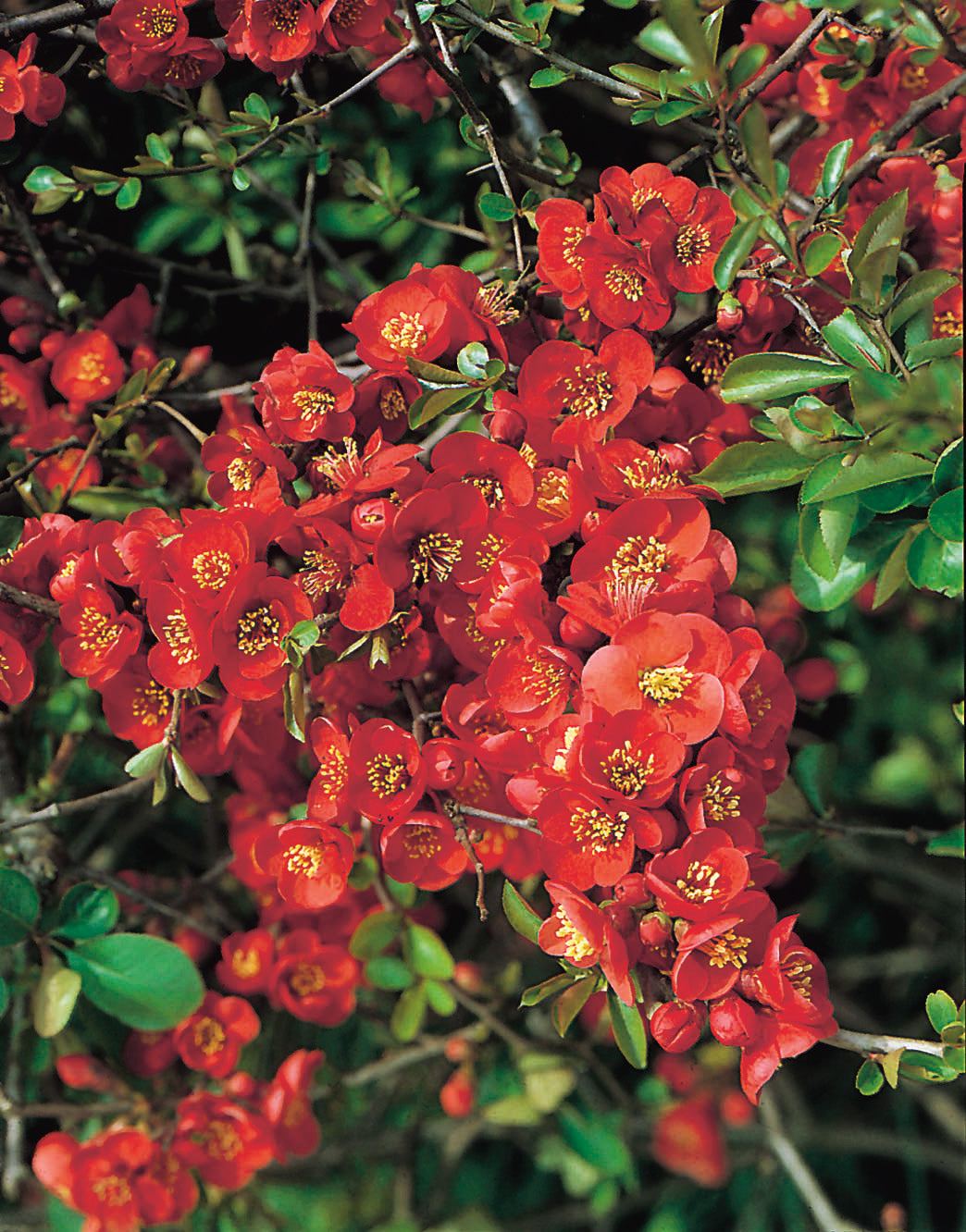Chaenomeles ? superba 'Nicoline', 10-pack