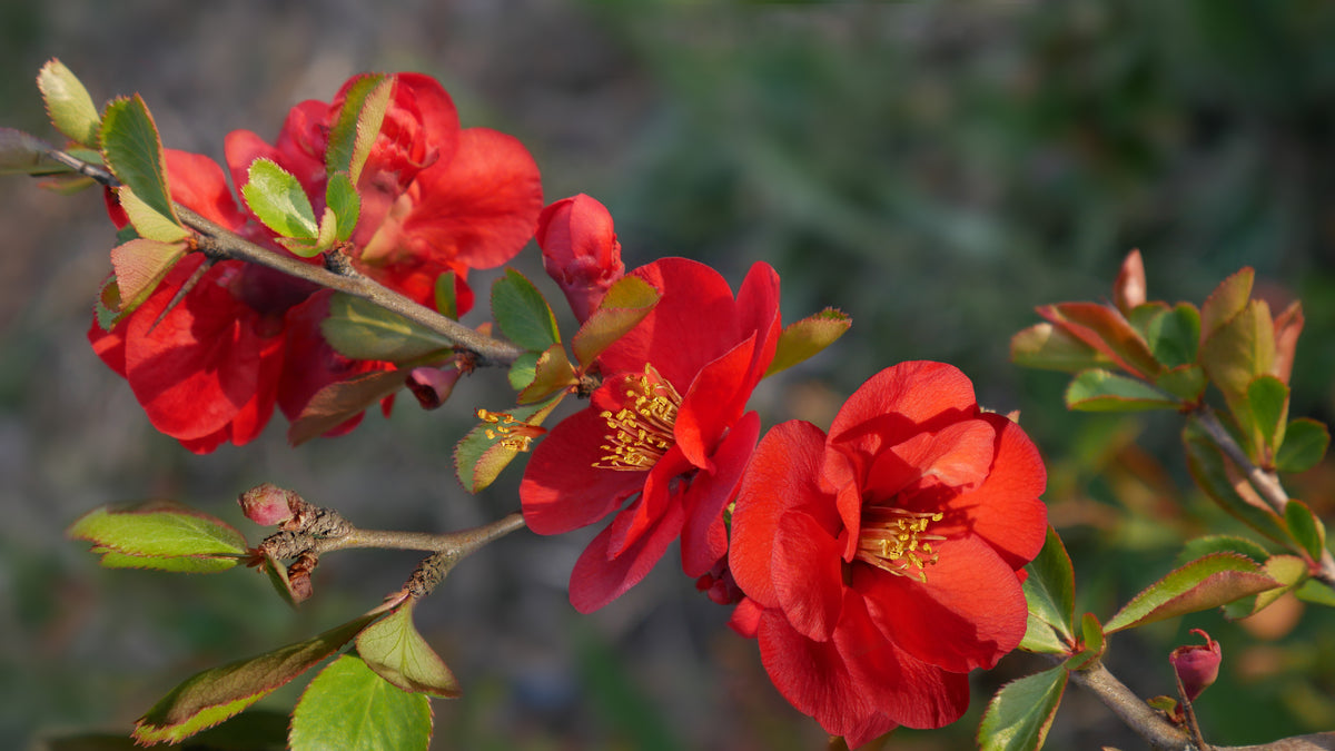 Chaenomeles ? superba 'Nicoline', 3-pack