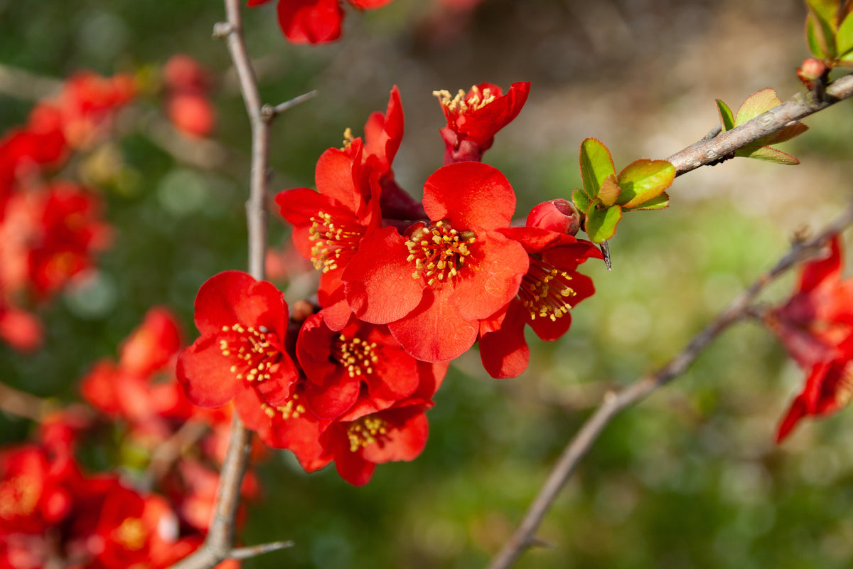 Chaenomeles ? superba 'Nicoline', 10-pack