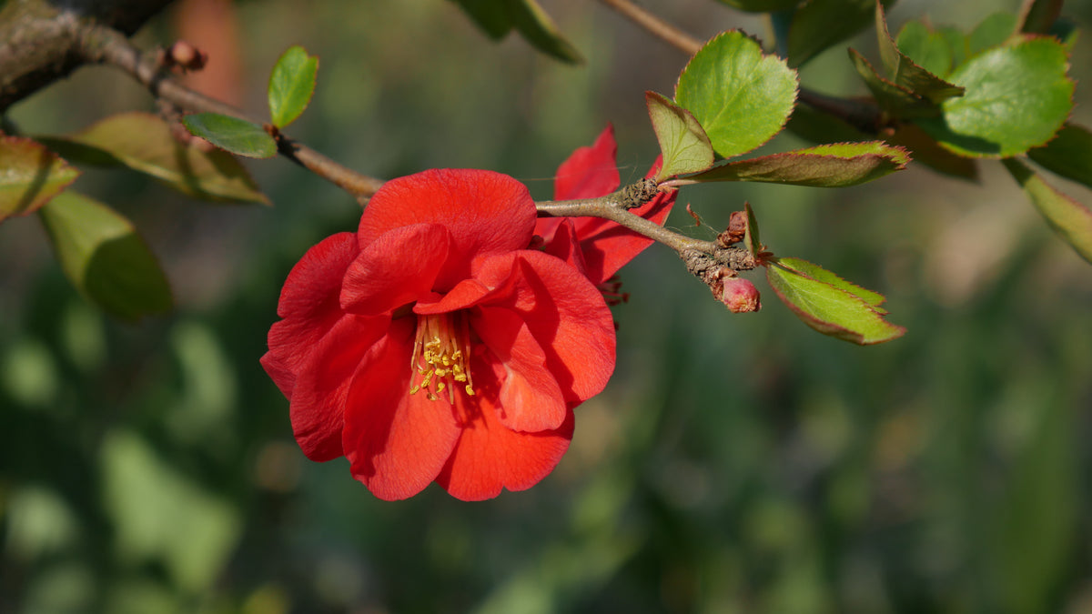 Chaenomeles ? superba 'Nicoline', 5-pack