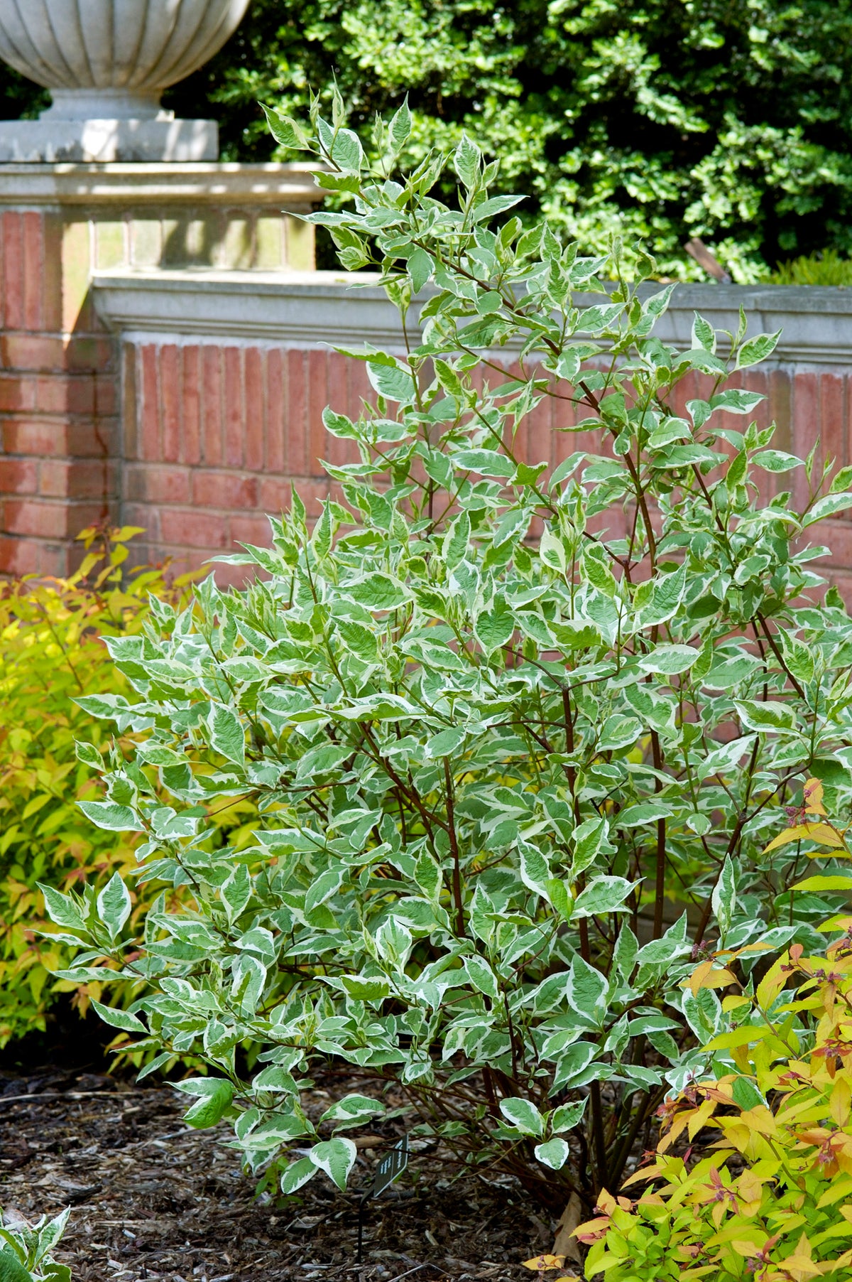Cornus alba 'Elegantissima', 3-pack