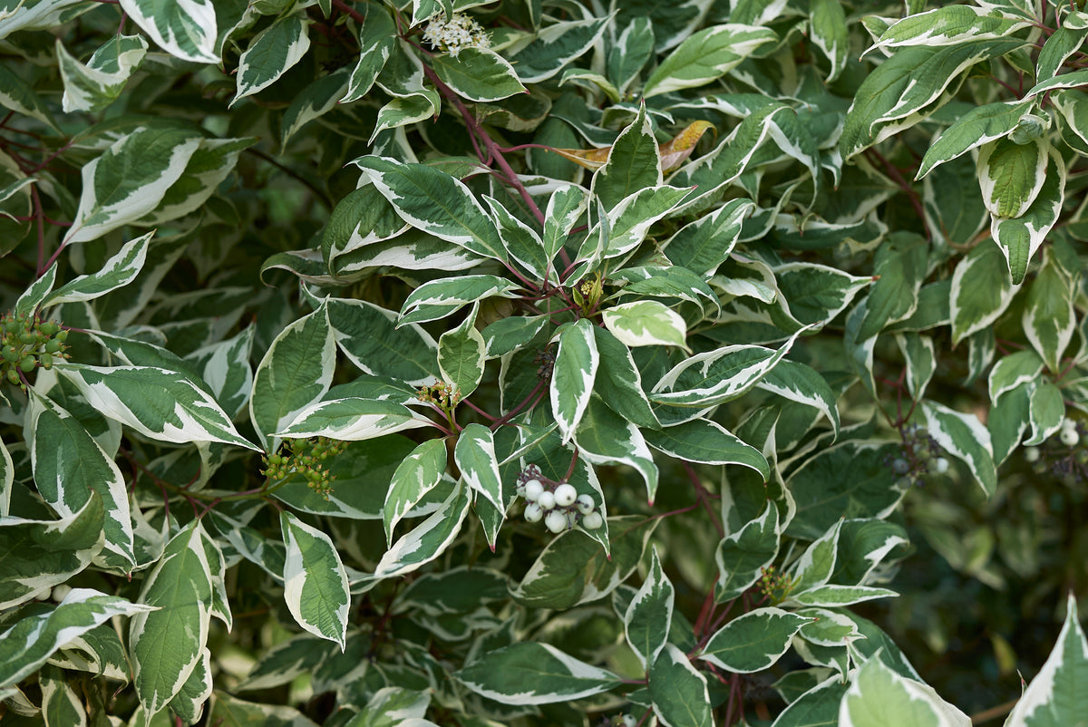 Cornus alba 'Elegantissima', 3-pack