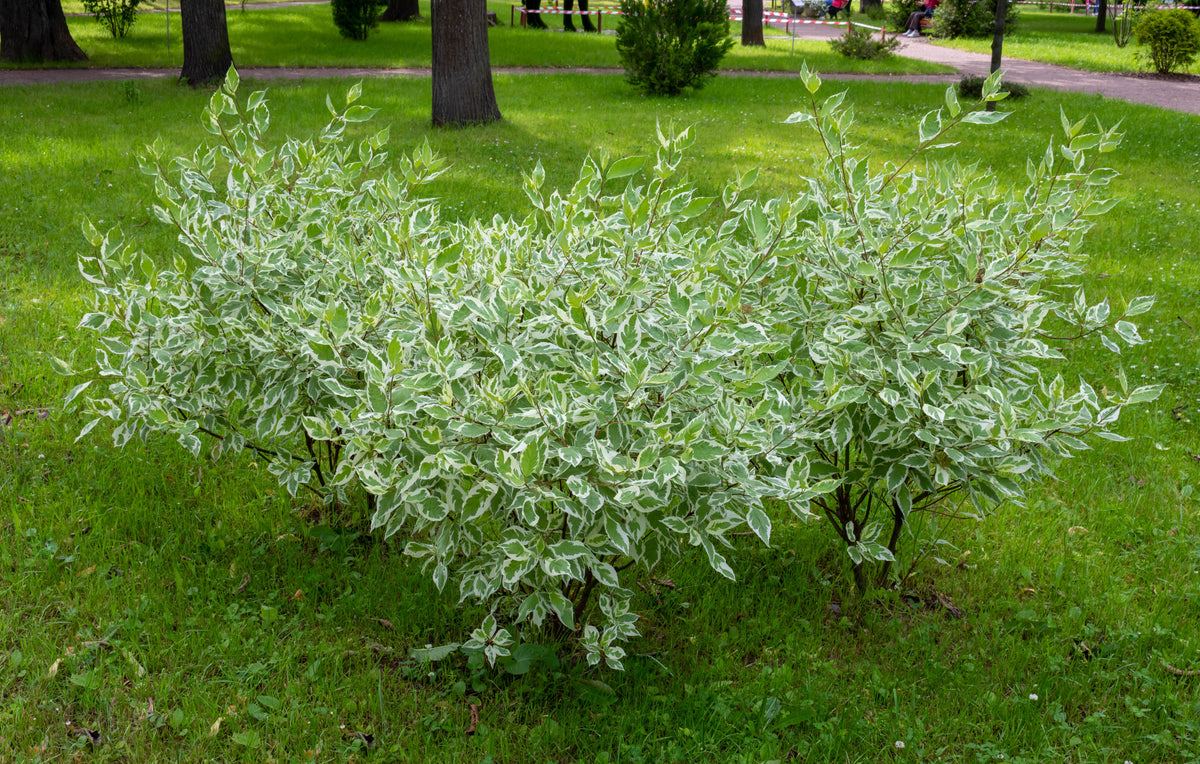 Cornus alba 'Elegantissima', 5-pack