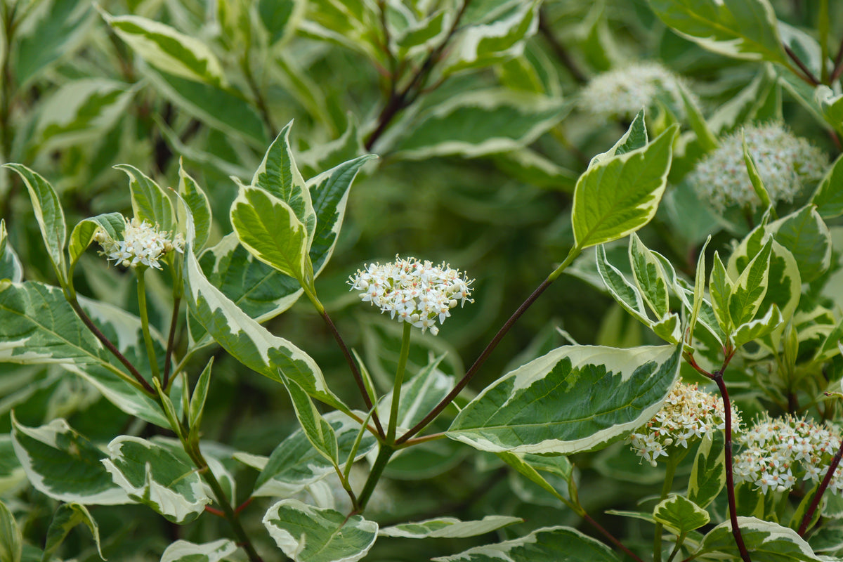 Cornus alba 'Elegantissima', 1-pack
