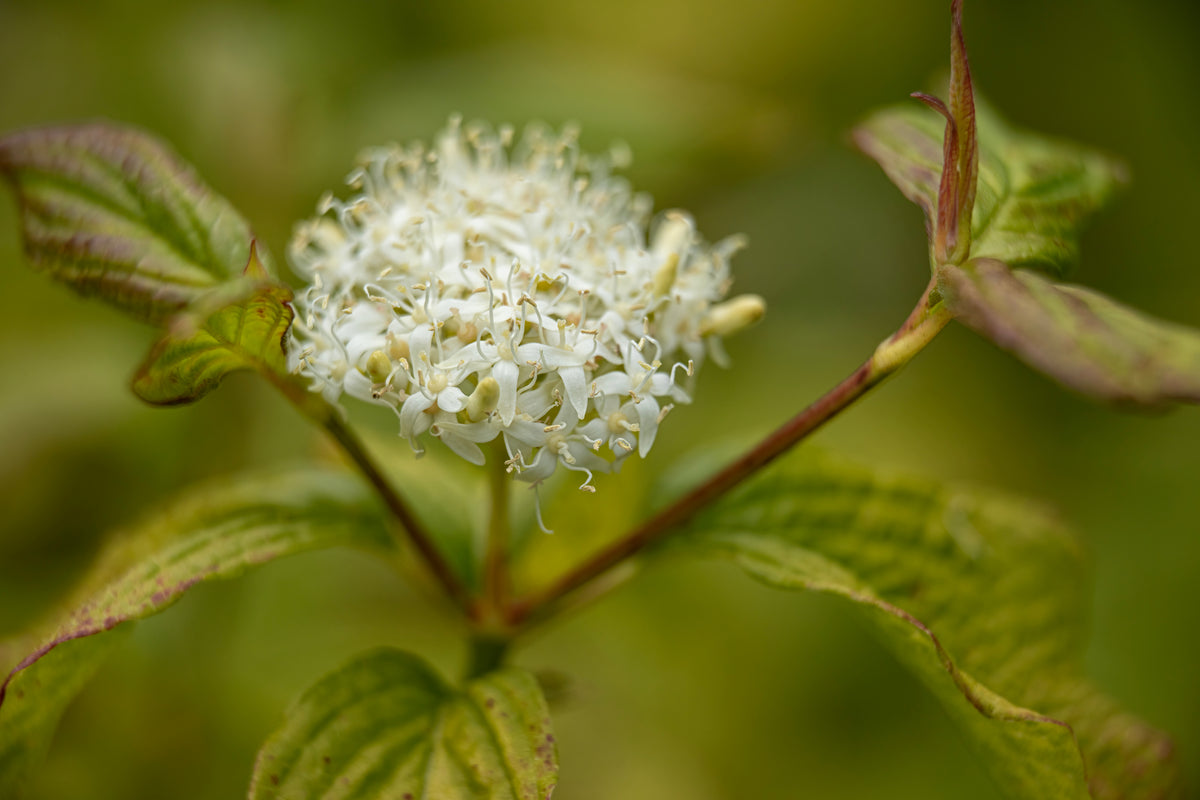Cornus alba 'Sibirica', 5-pack