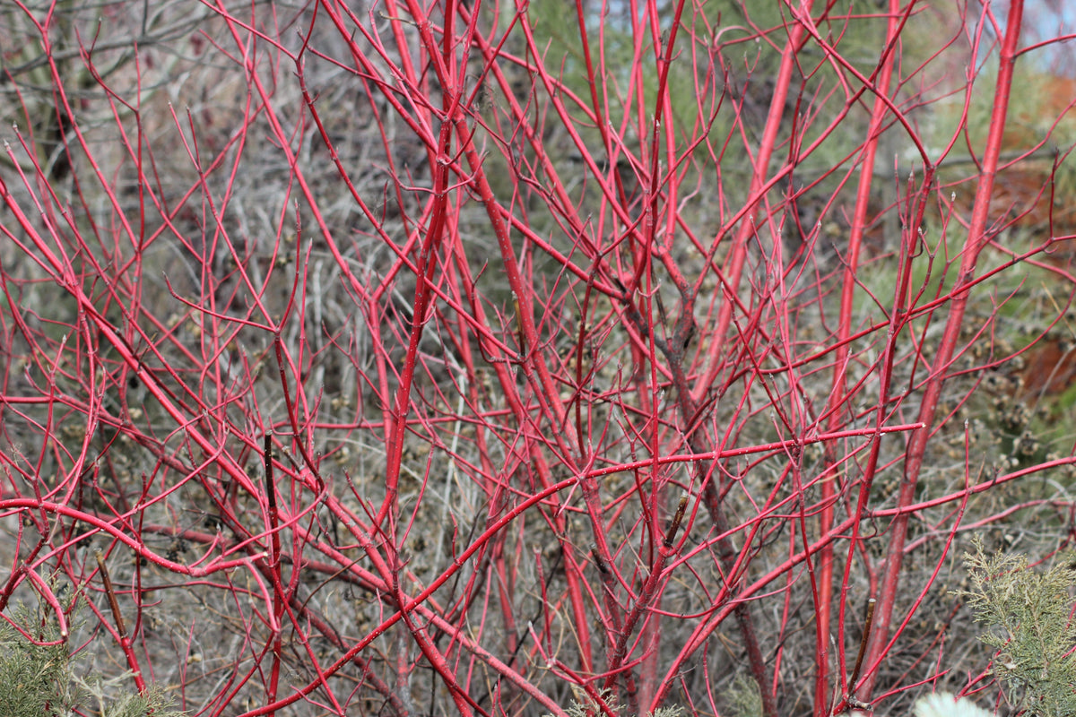Cornus alba 'Sibirica', 1-pack