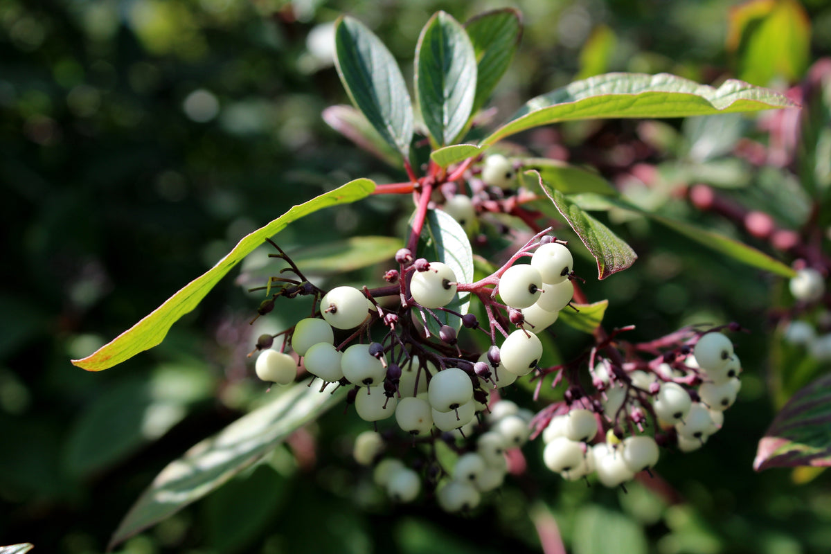 Cornus alba 'Sibirica', 5-pack