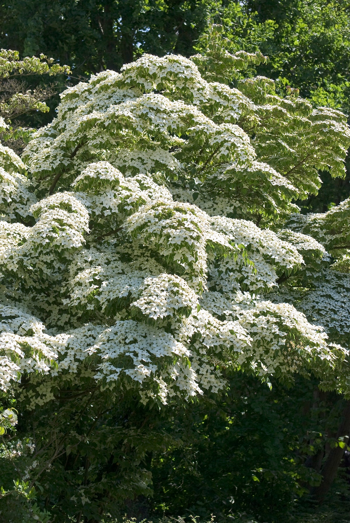 Cornus kousa, 1-pack
