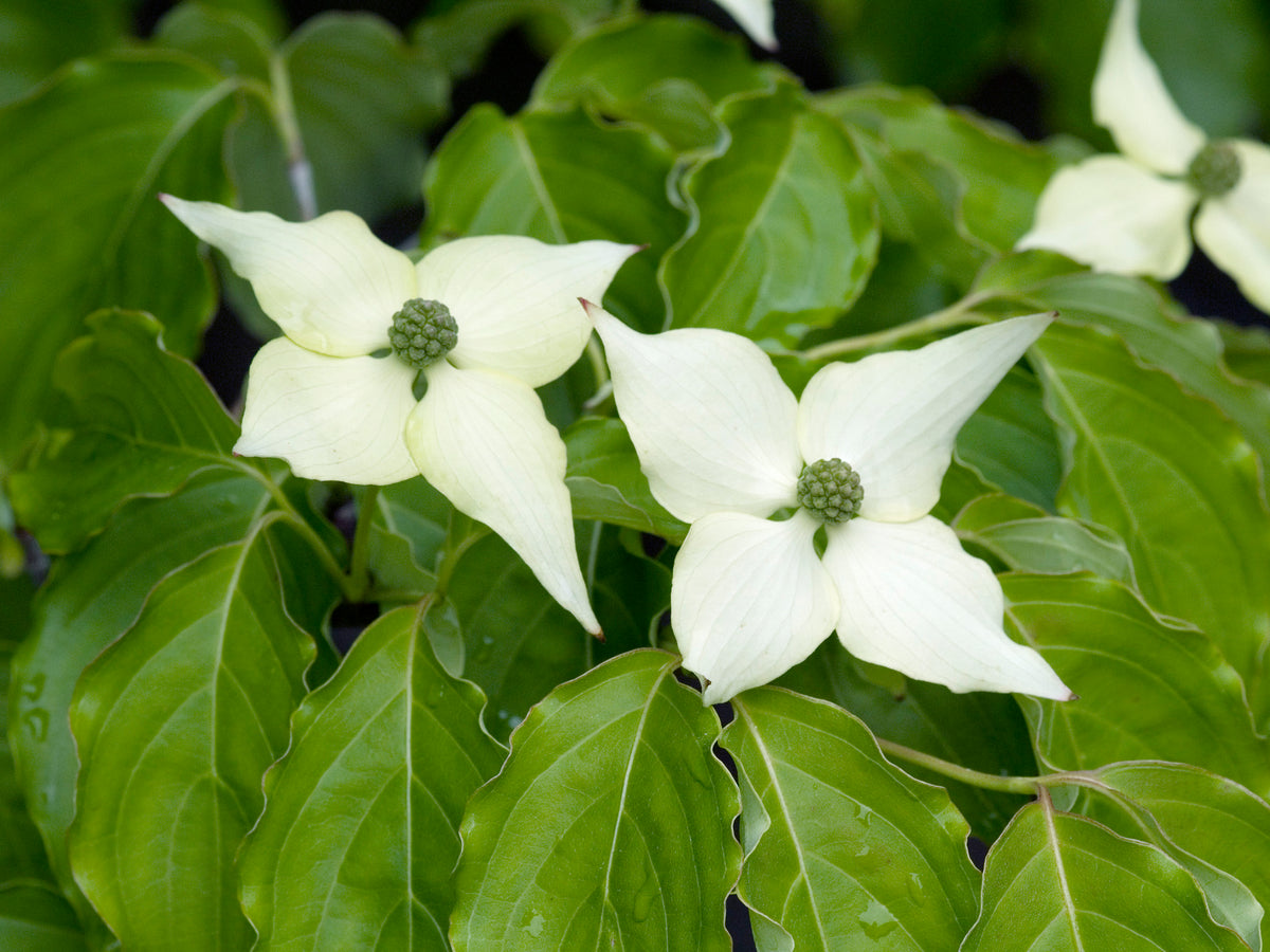 Cornus kousa, 1-pack