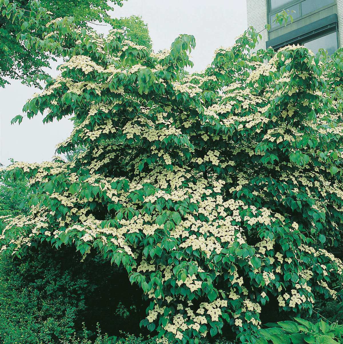 Cornus kousa, 3-pack