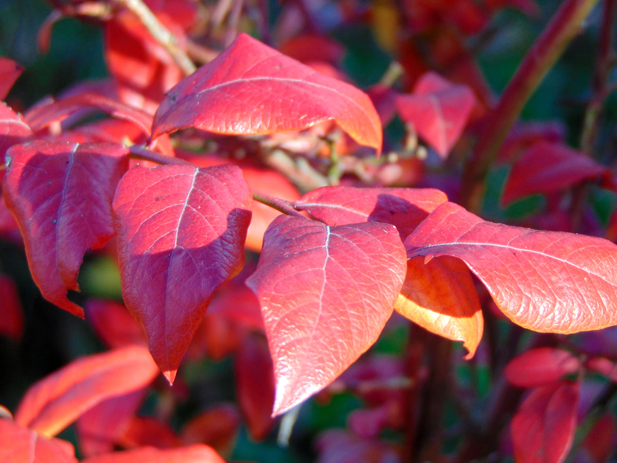 Cornus kousa, 1-pack
