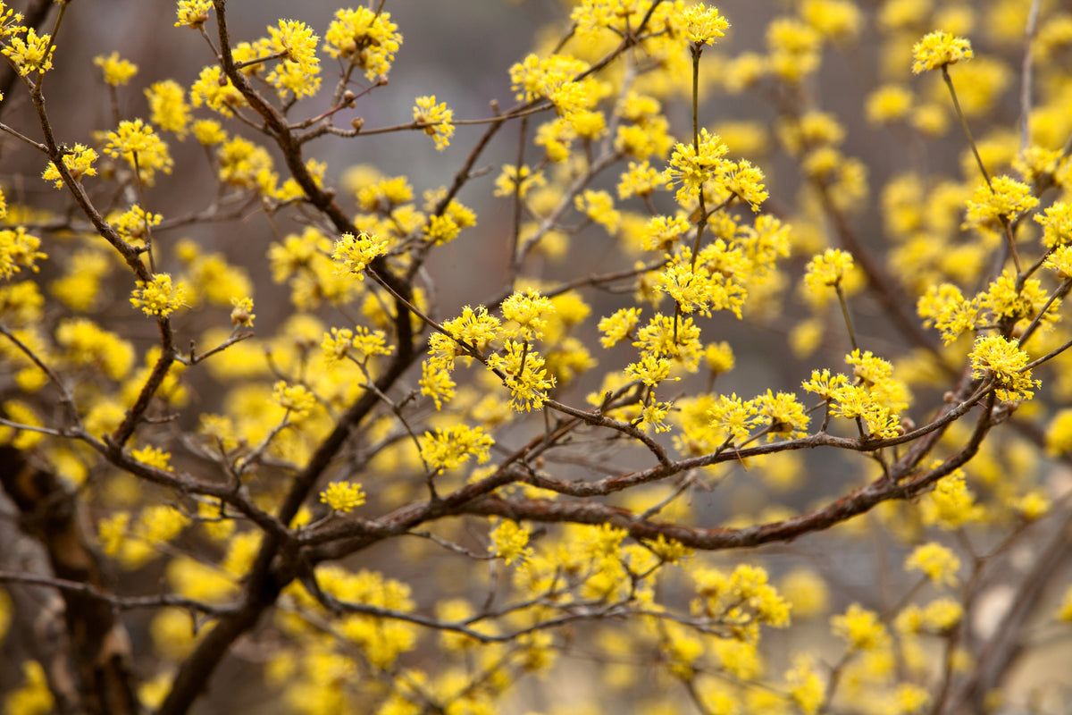 Cornus mas, 5-pack