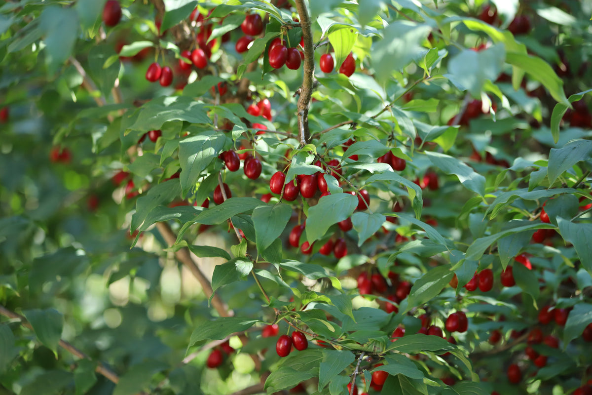 Cornus mas, 10-pack