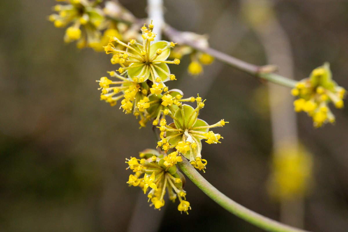 Cornus mas, 5-pack