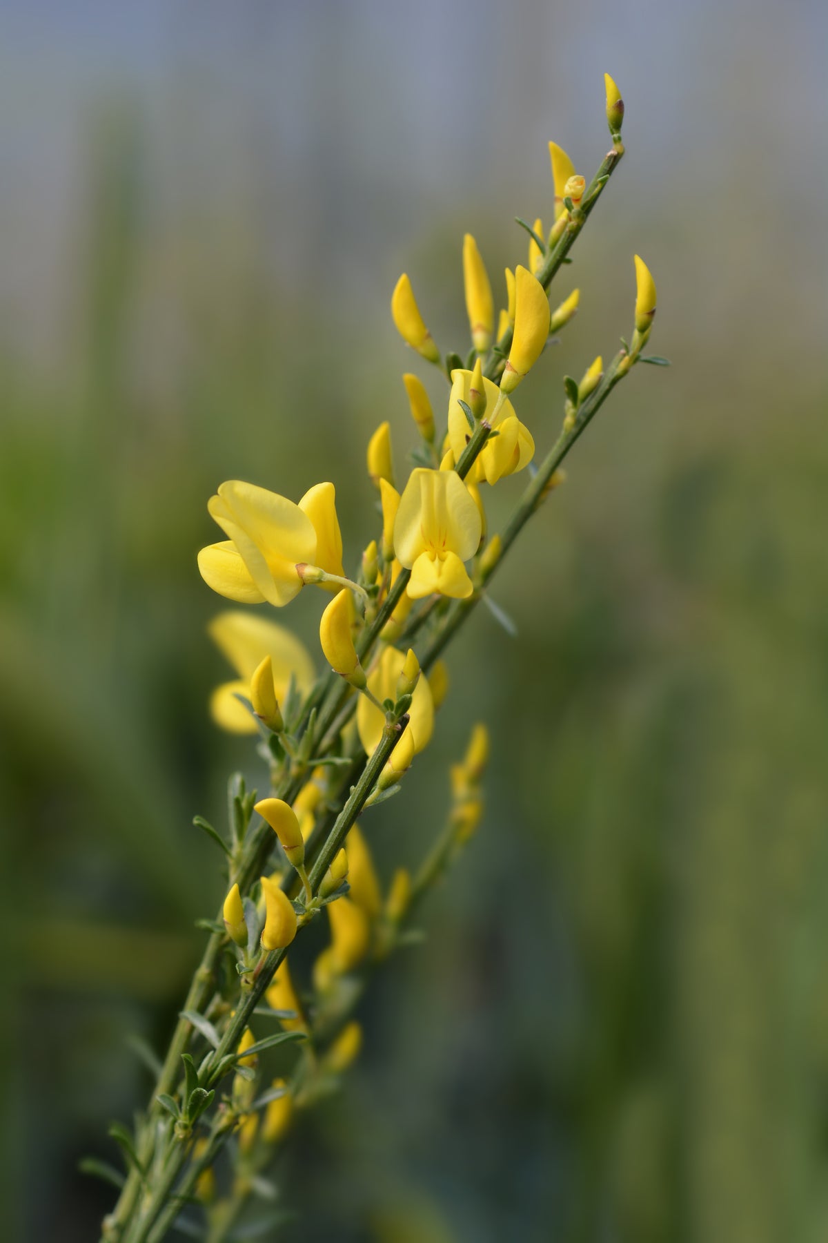 Cytisus ? praecox 'Allgold', 10-pack