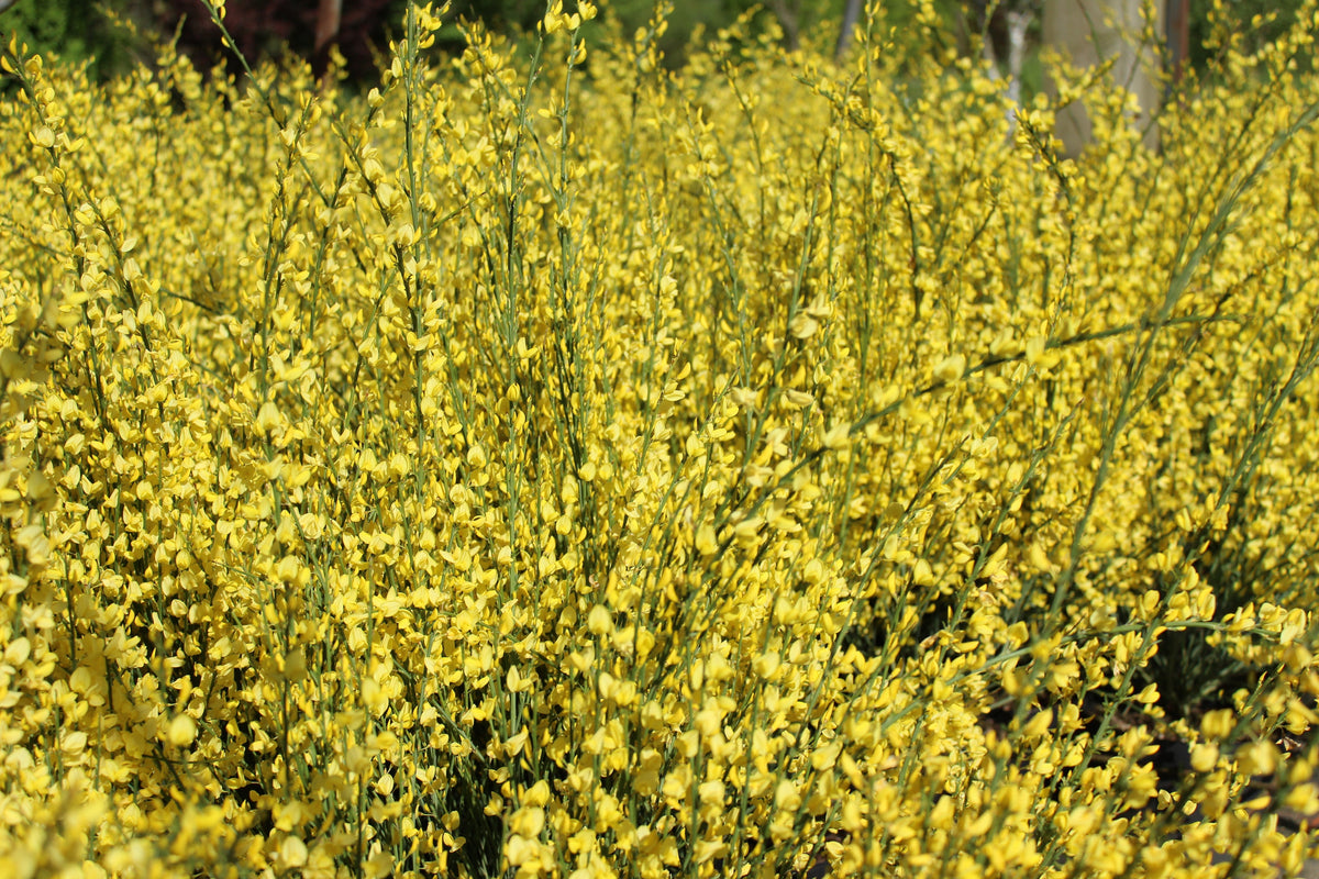Cytisus ? praecox 'Allgold', 10-pack