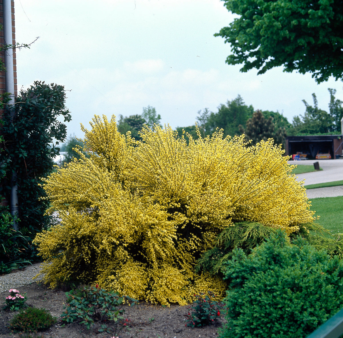 Cytisus ? praecox 'Allgold', 10-pack