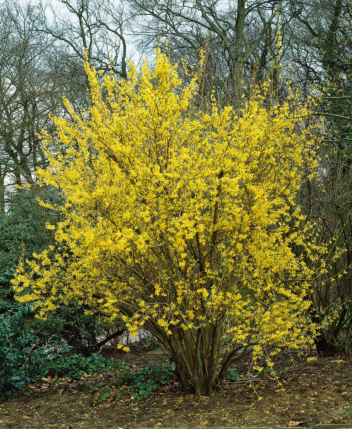 Forsythia ? intermedia 'Lynwood', 1-pack