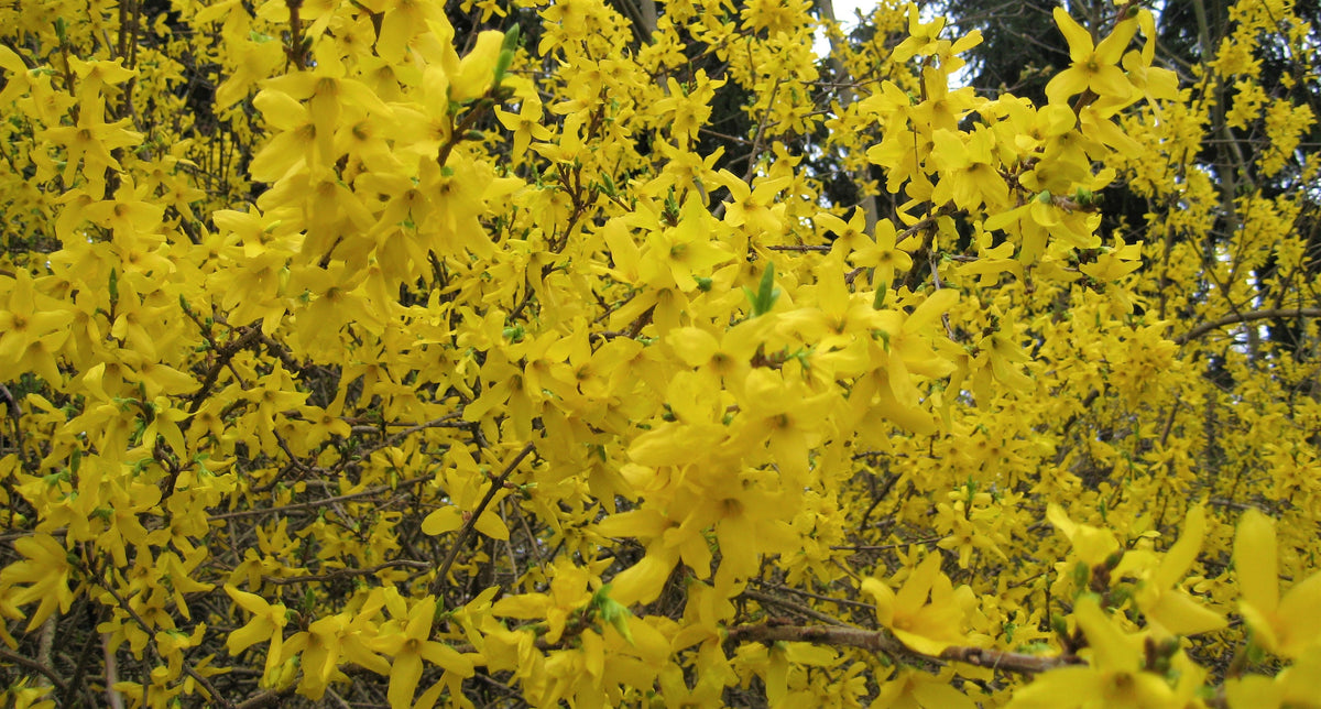 Forsythia ? intermedia 'Lynwood', 1-pack