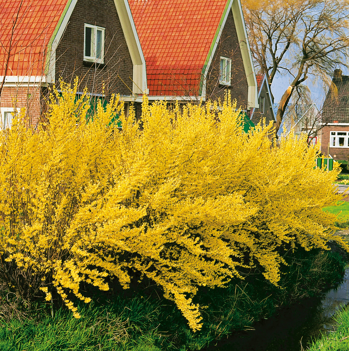 Forsythia ? intermedia 'Lynwood', 10-pack