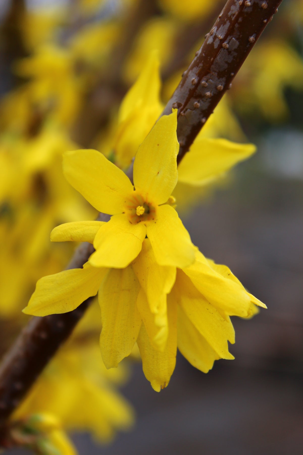 Forsythia ? intermedia 'Lynwood', 10-pack