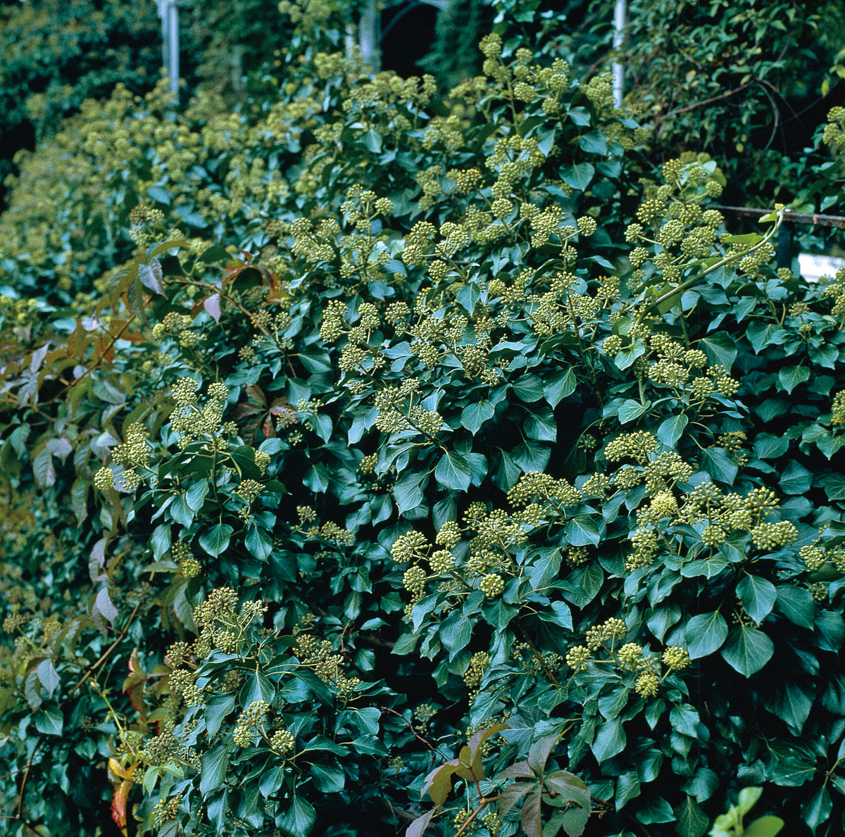 Hedera 'Arborescens', 1-pack