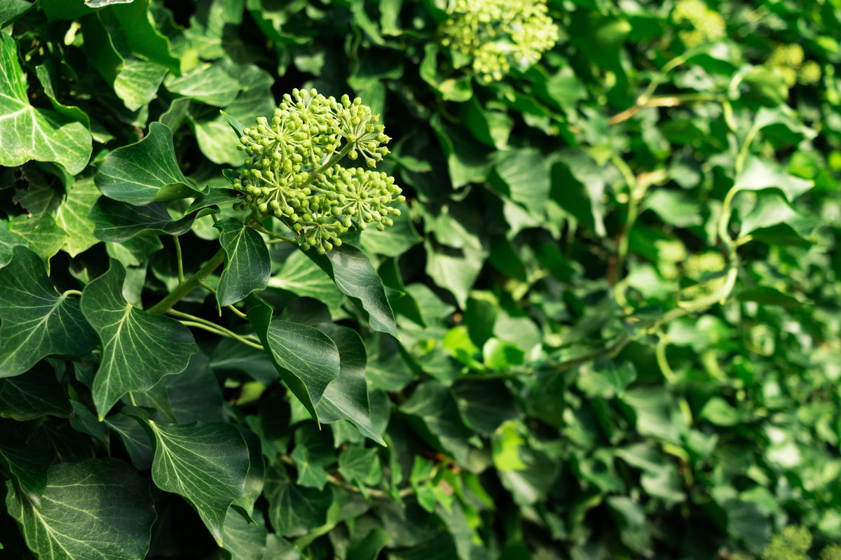 Hedera 'Arborescens', 5-pack