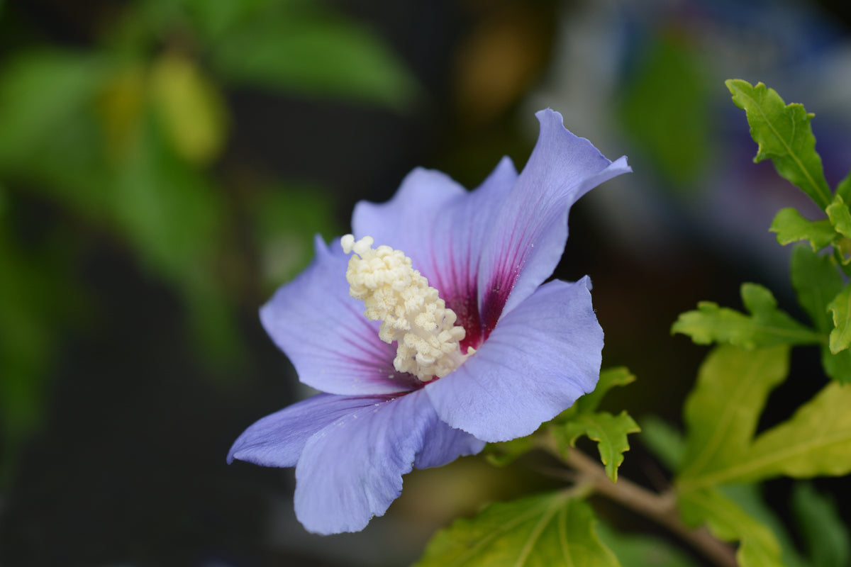 Hibiscus syriacus 'Oiseau Bleu', 3-pack