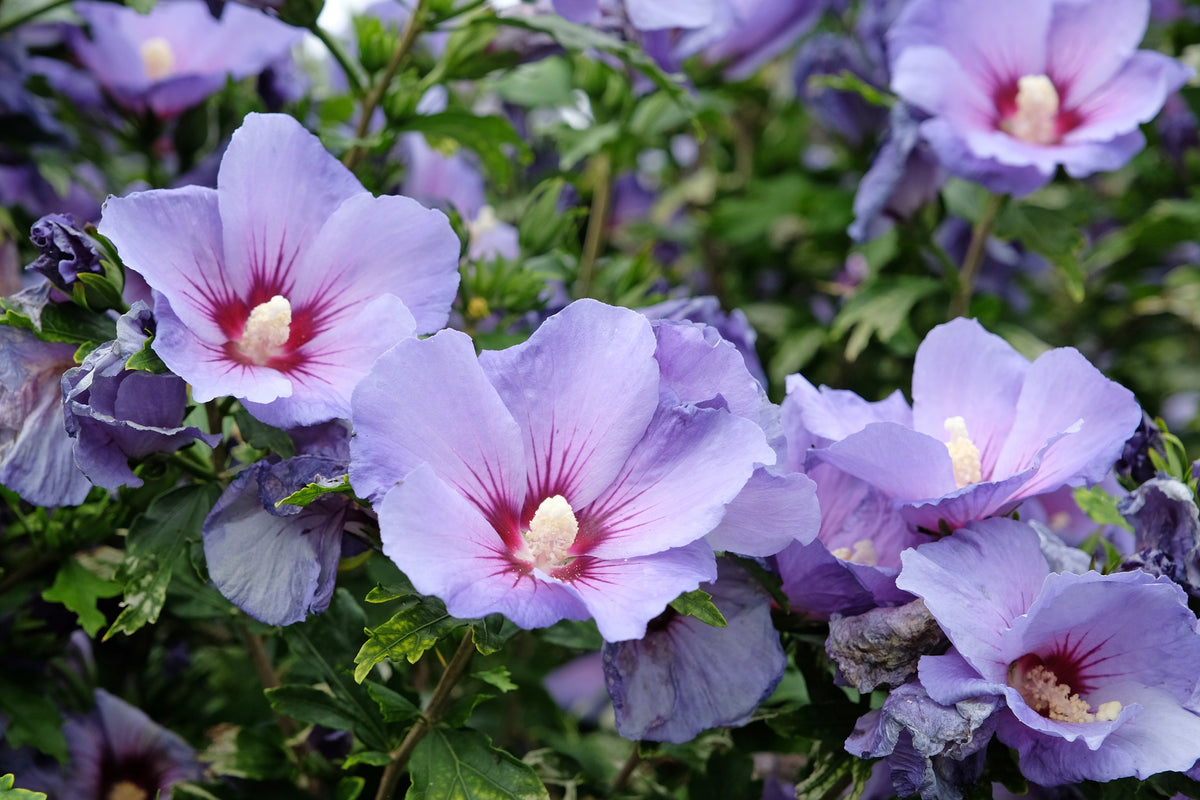 Hibiscus syriacus 'Oiseau Bleu', 3-pack