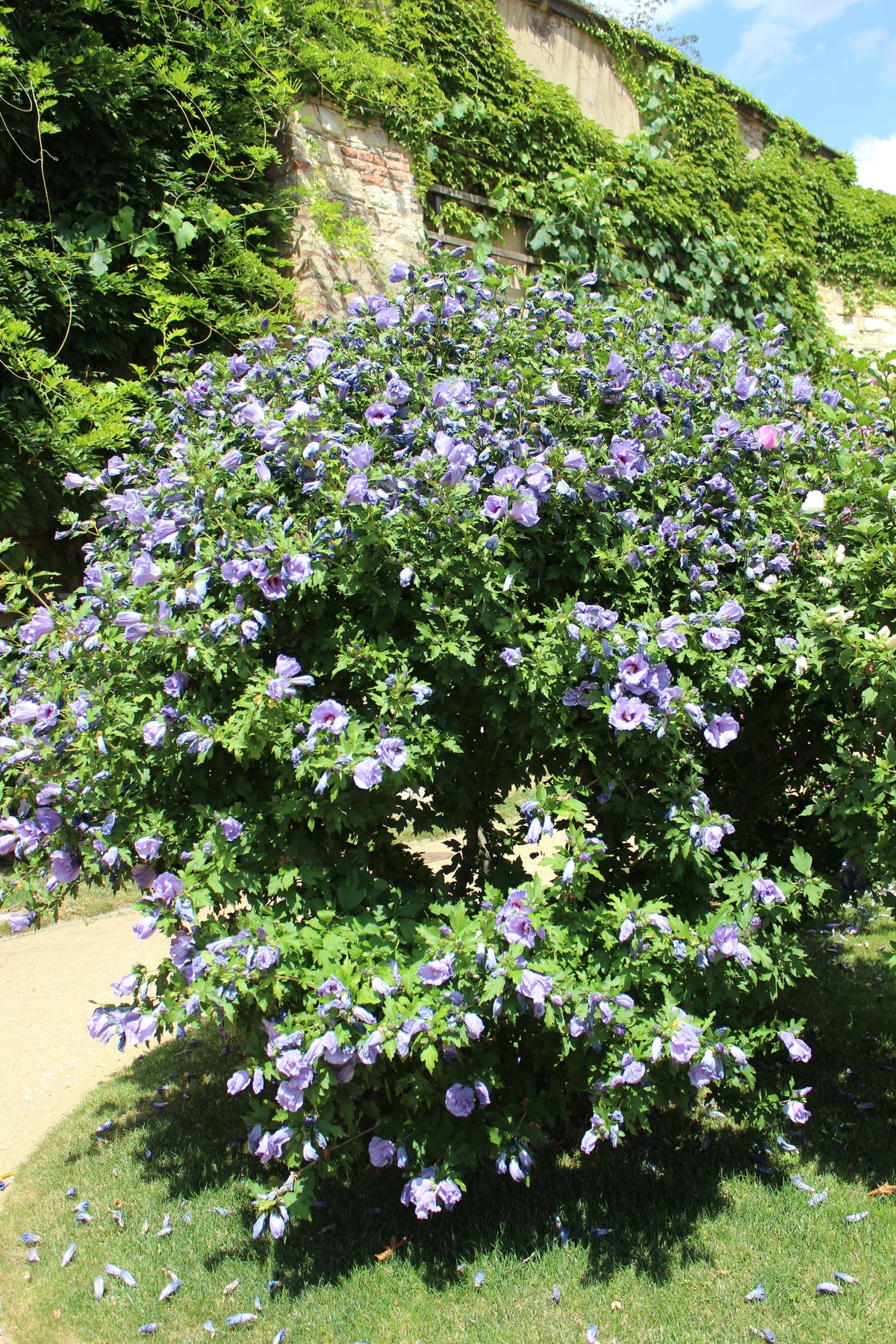 Hibiscus syriacus 'Oiseau Bleu', 3-pack