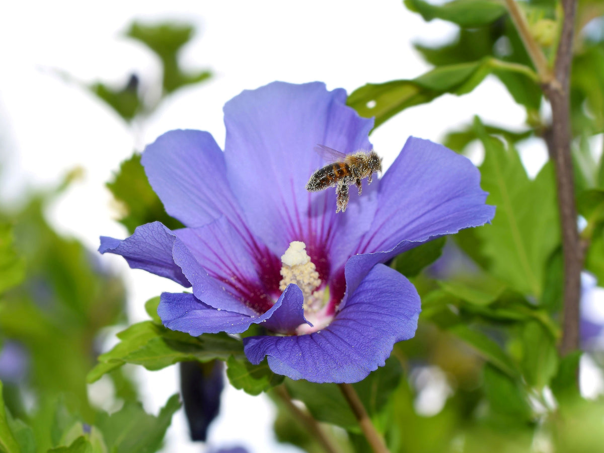 Hibiscus syriacus 'Oiseau Bleu', 3-pack