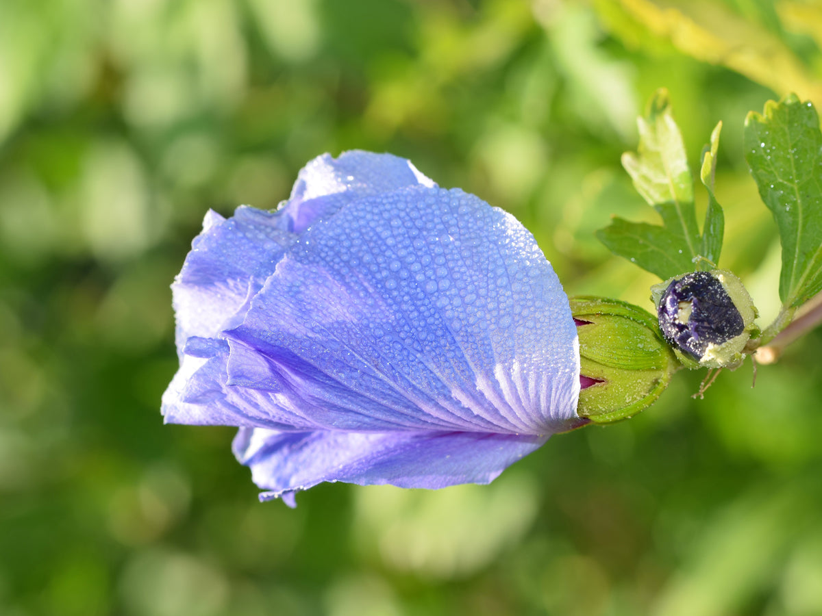 Hibiscus syriacus 'Oiseau Bleu', 3-pack