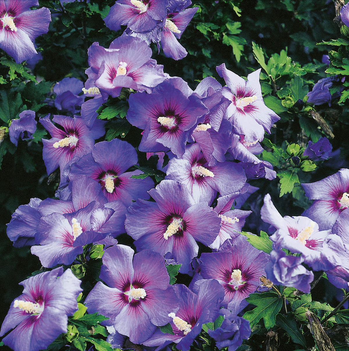 Hibiscus syriacus 'Oiseau Bleu', 3-pack