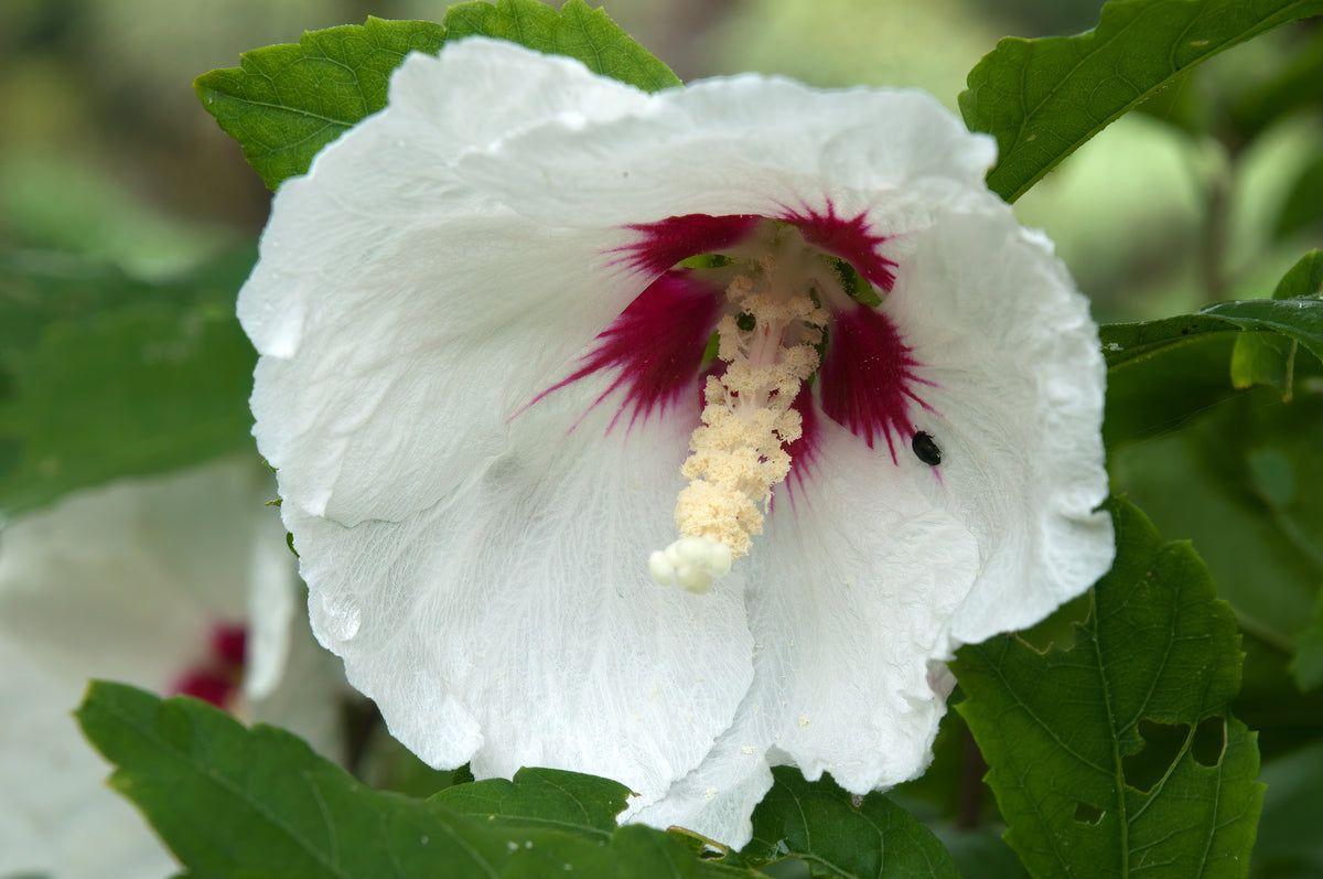 Hibiscus syriacus 'Red Heart', 3-pack