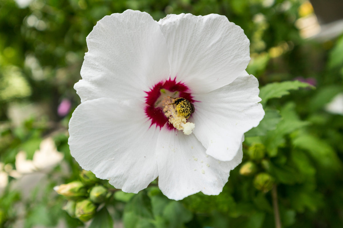 Hibiscus syriacus 'Red Heart', 3-pack