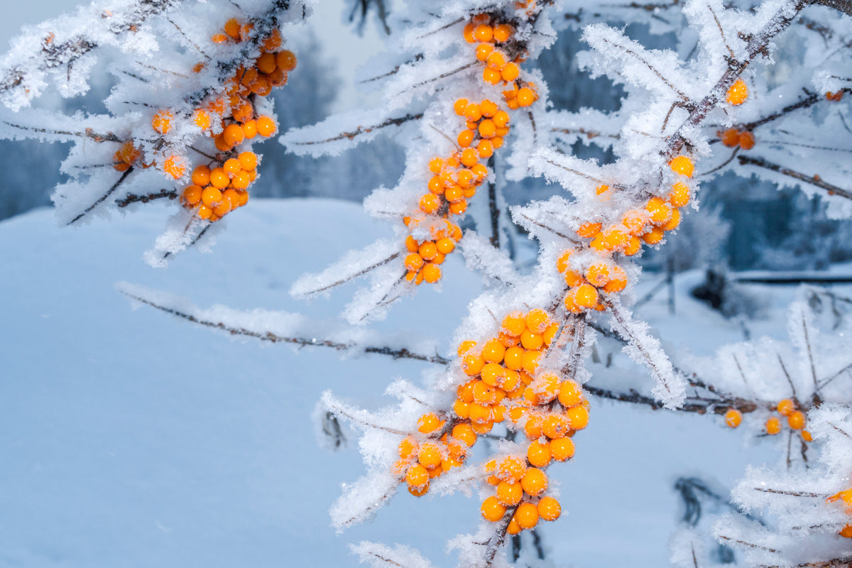 Hippophae rhamnoides 'BALSGÅRD Lotta' E (hon-pl), 5-pack