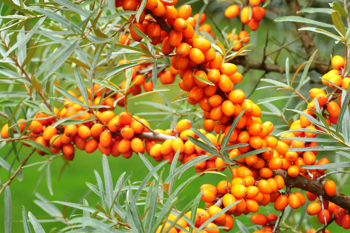 Hippophae rhamnoides 'Julia' (hon-pl), 3-pack