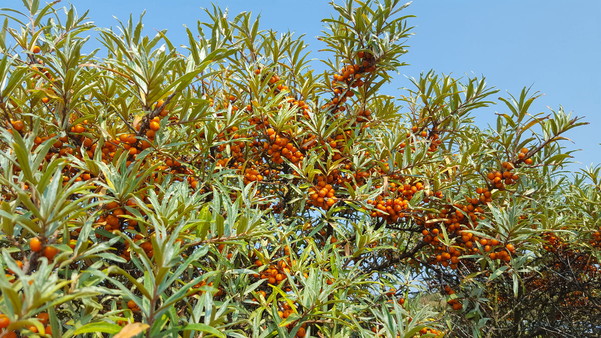 Hippophae rhamnoides 'Julia' (hon-pl), 5-pack