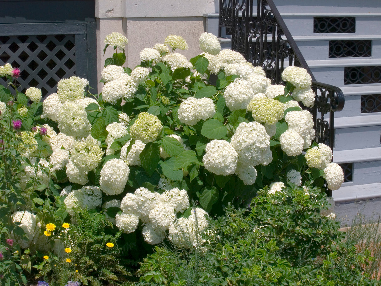 Vidjehortensia 'Annabelle' co 1-pack