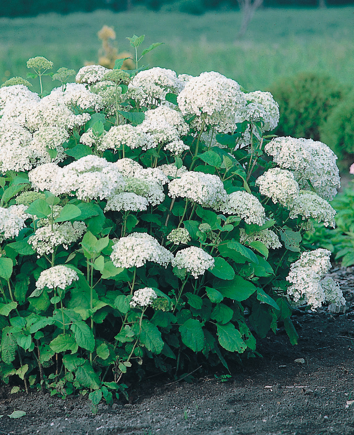Vidjehortensia 'Annabelle' co 3-pack