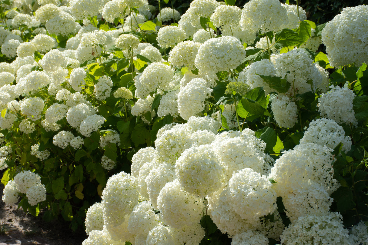 Vidjehortensia 'Annabelle' co 3-pack