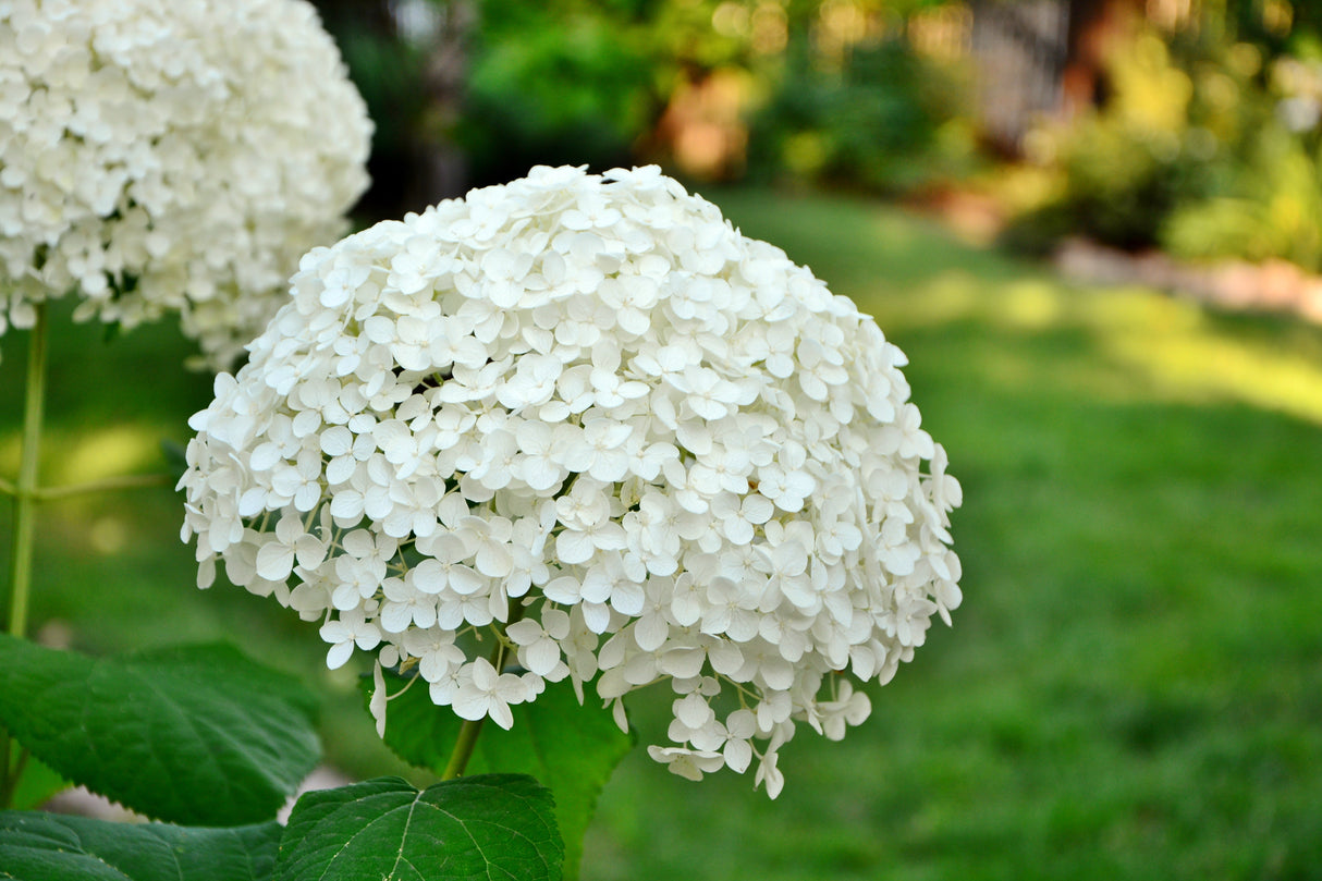 Vidjehortensia 'Annabelle' co 3-pack